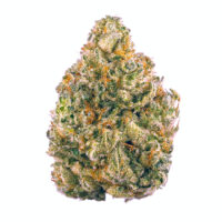 strain-1